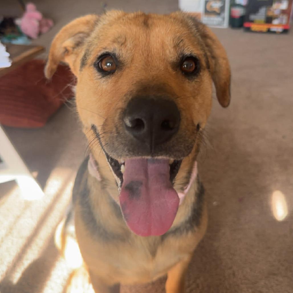 Honey D10472, Adoptable, Adult Female German Shepherd Dog & Labrador Retriever.