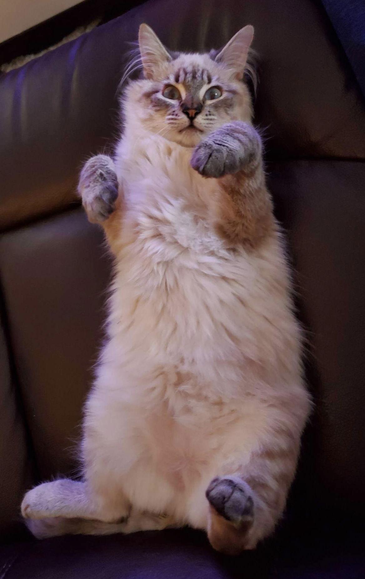 Enlarge Kai Sa, a Adoptable mixed breed in Chandler, AZ image 2/3