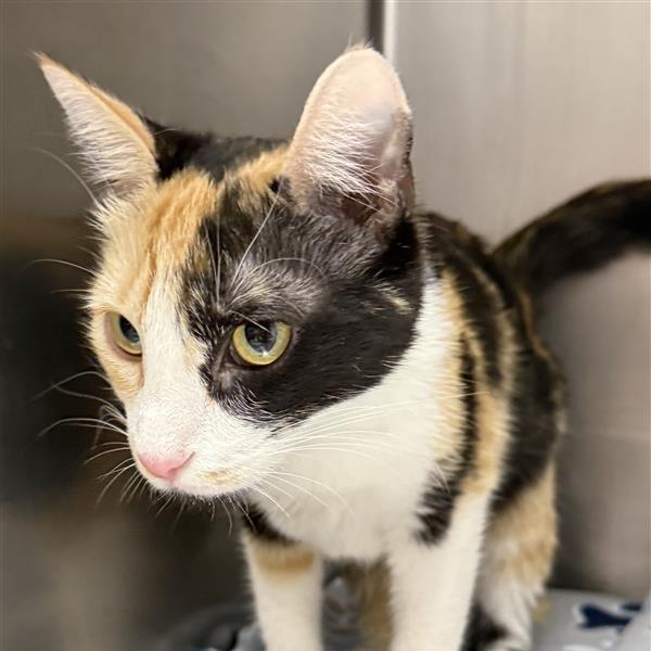 Lonnie, Adoptable, Young Female American Shorthair.