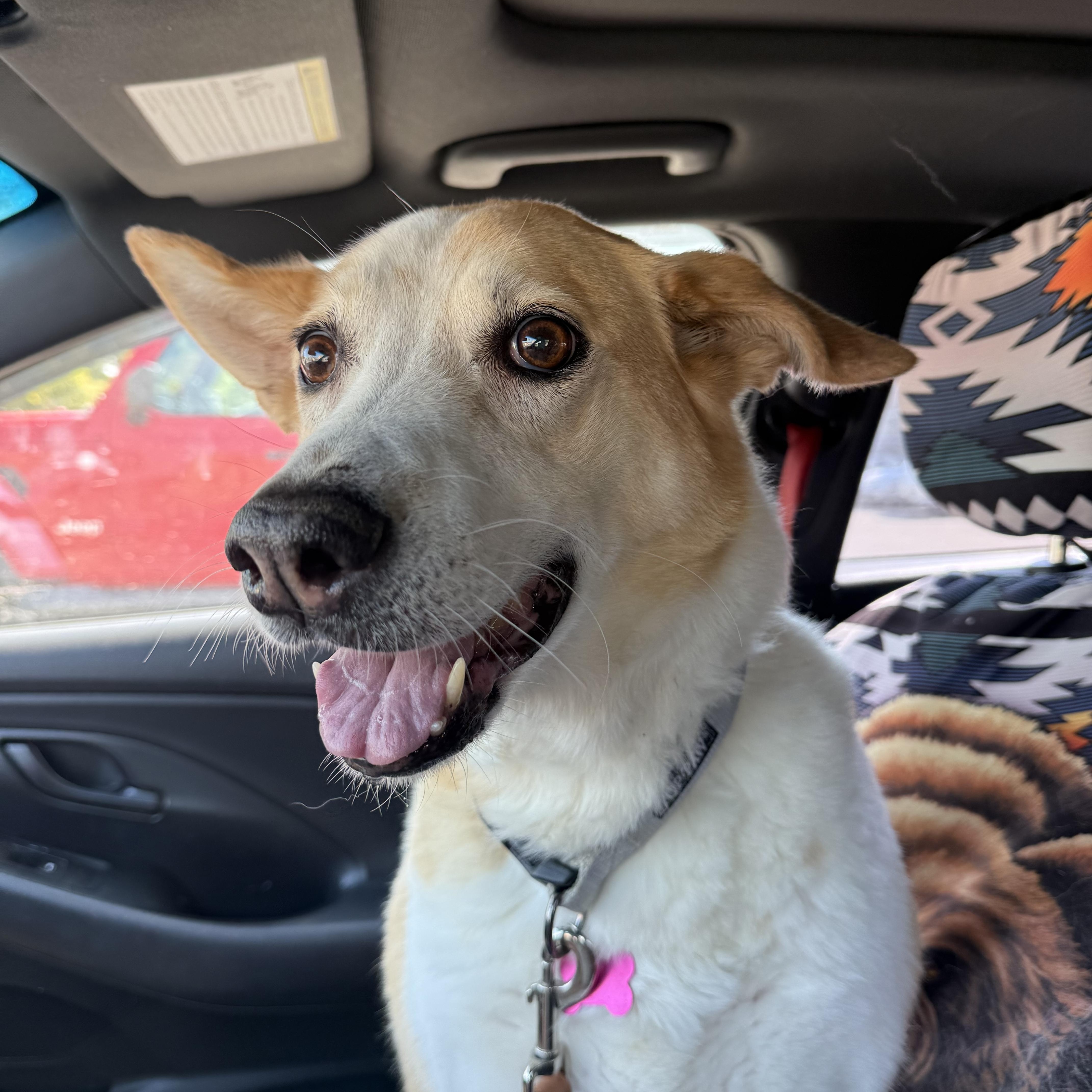 Enlarge Luna, a ADOPTABLE Mixed Breed in Saskatoon, SK image 3/4