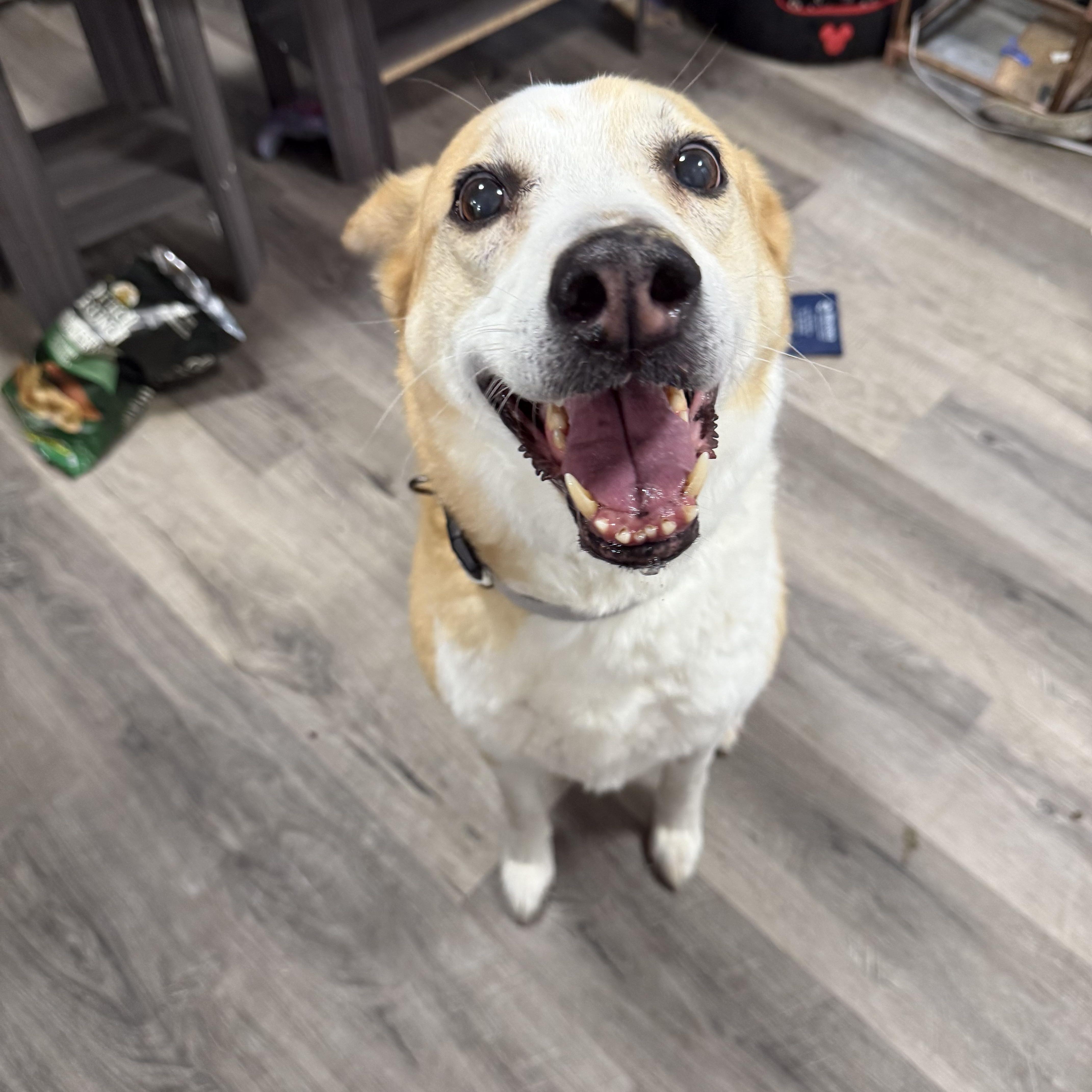 Luna, ADOPTABLE, Senior Female Mixed Breed.