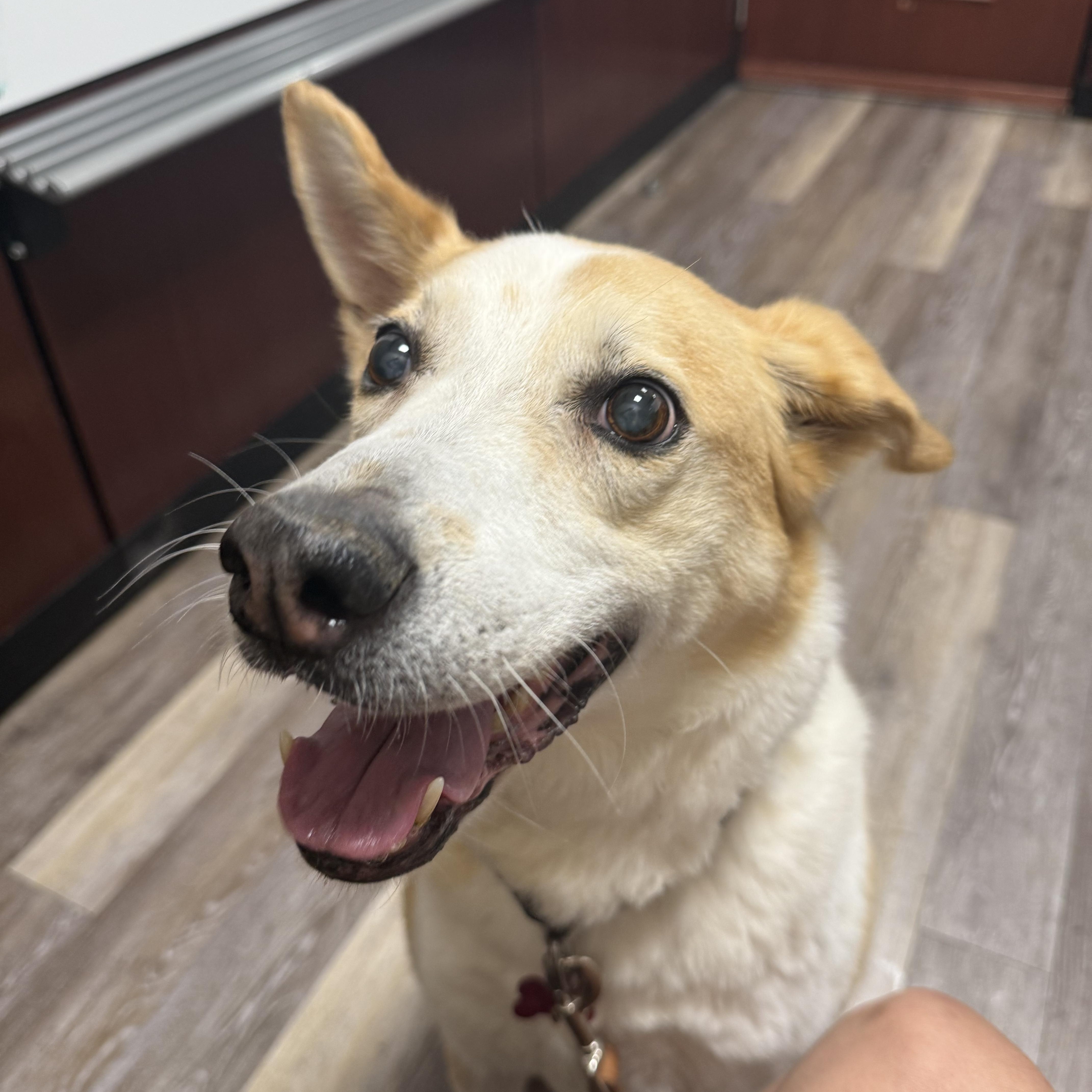 Enlarge Luna, a ADOPTABLE Mixed Breed in Saskatoon, SK image 4/4