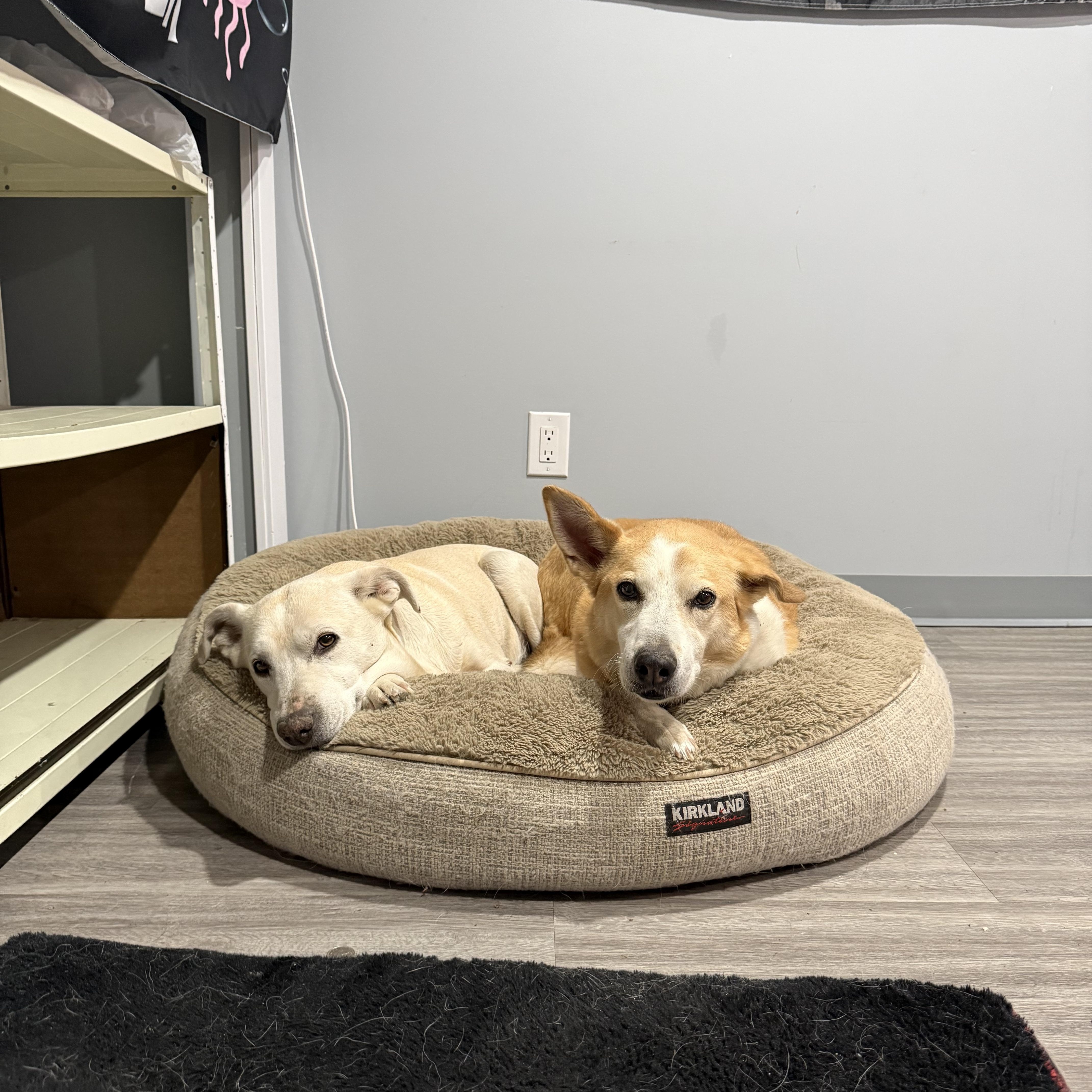 Enlarge Luna, a ADOPTABLE Mixed Breed in Saskatoon, SK image 2/4