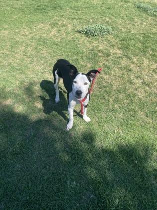 Roman, an adoptable Mixed Breed in Hamilton, MT, 59840 | Photo Image 3