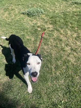 Roman, an adoptable Mixed Breed in Hamilton, MT, 59840 | Photo Image 4
