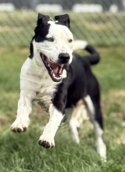 Roman, an adoptable Mixed Breed in Hamilton, MT, 59840 | Photo Image 1