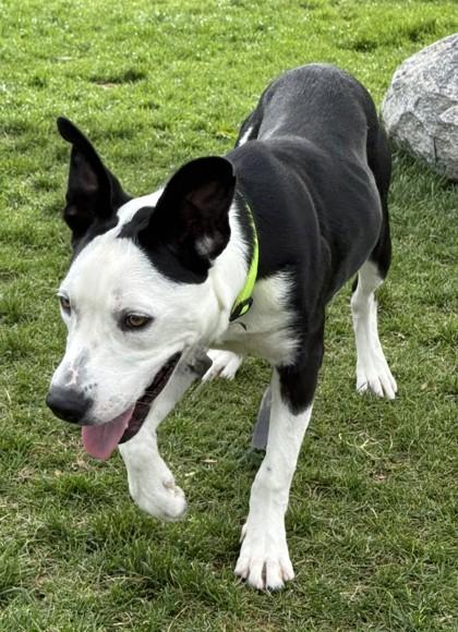 Roman, an adoptable Mixed Breed in Hamilton, MT, 59840 | Photo Image 5