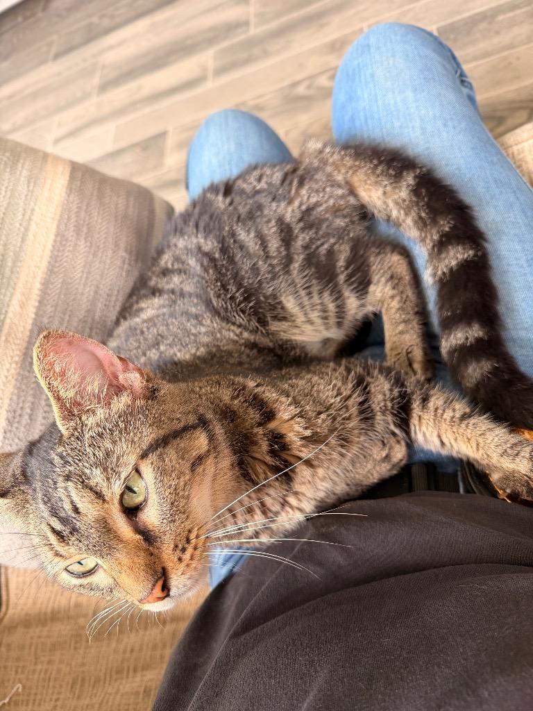 Myrtle, Adoptable, Adult Female Domestic Short Hair.
