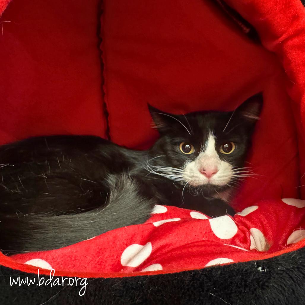 Mittens, Adoptable, Adult Male Domestic Short Hair & Abyssinian.