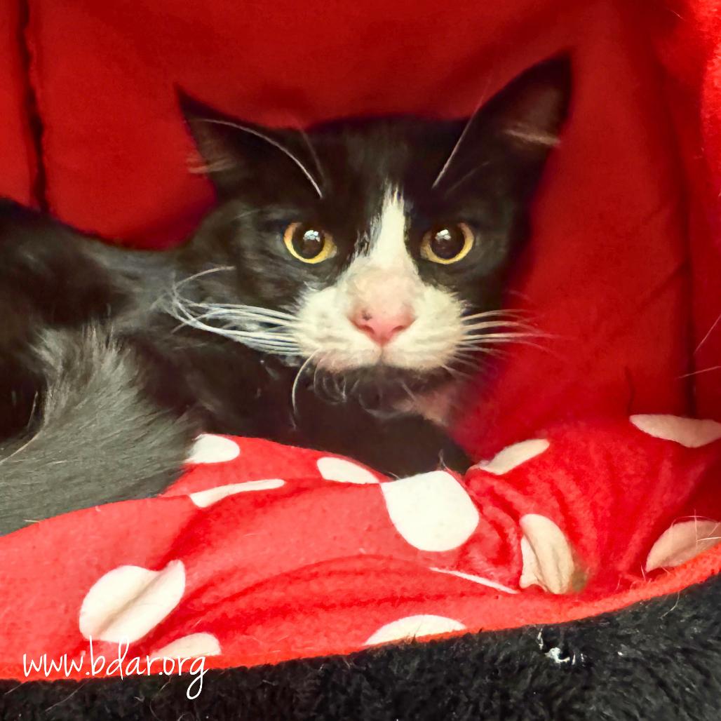 Enlarge Mittens, a Adoptable mixed breed in Cheyenne, WY image 2/2
