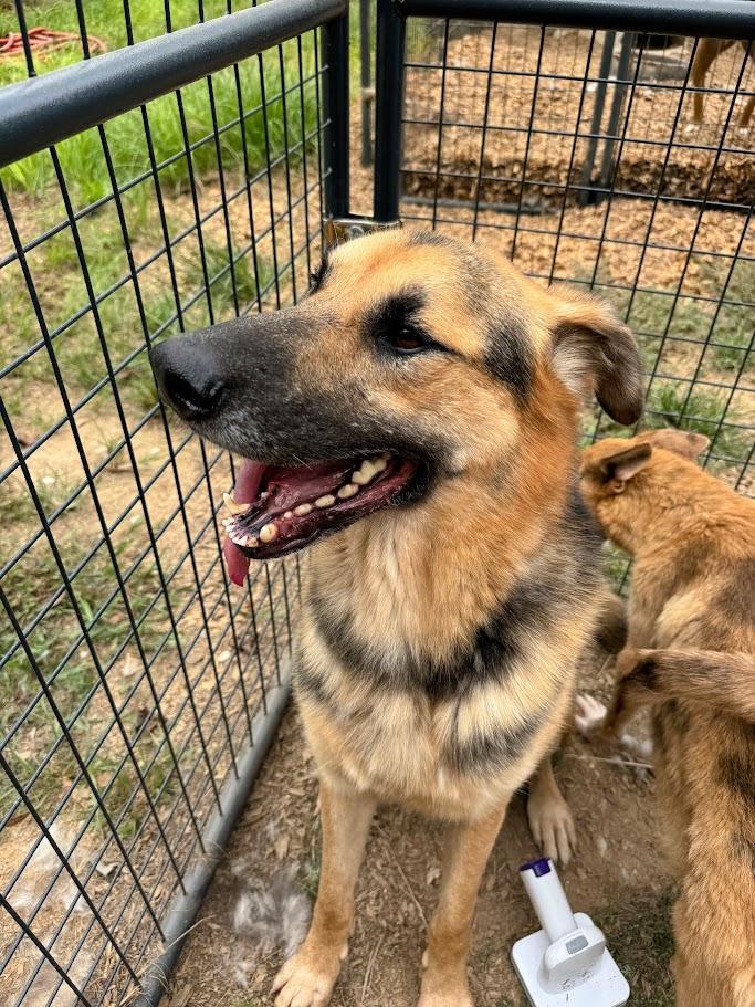 JAGER -Fostered in RI!! — thumbnail 2