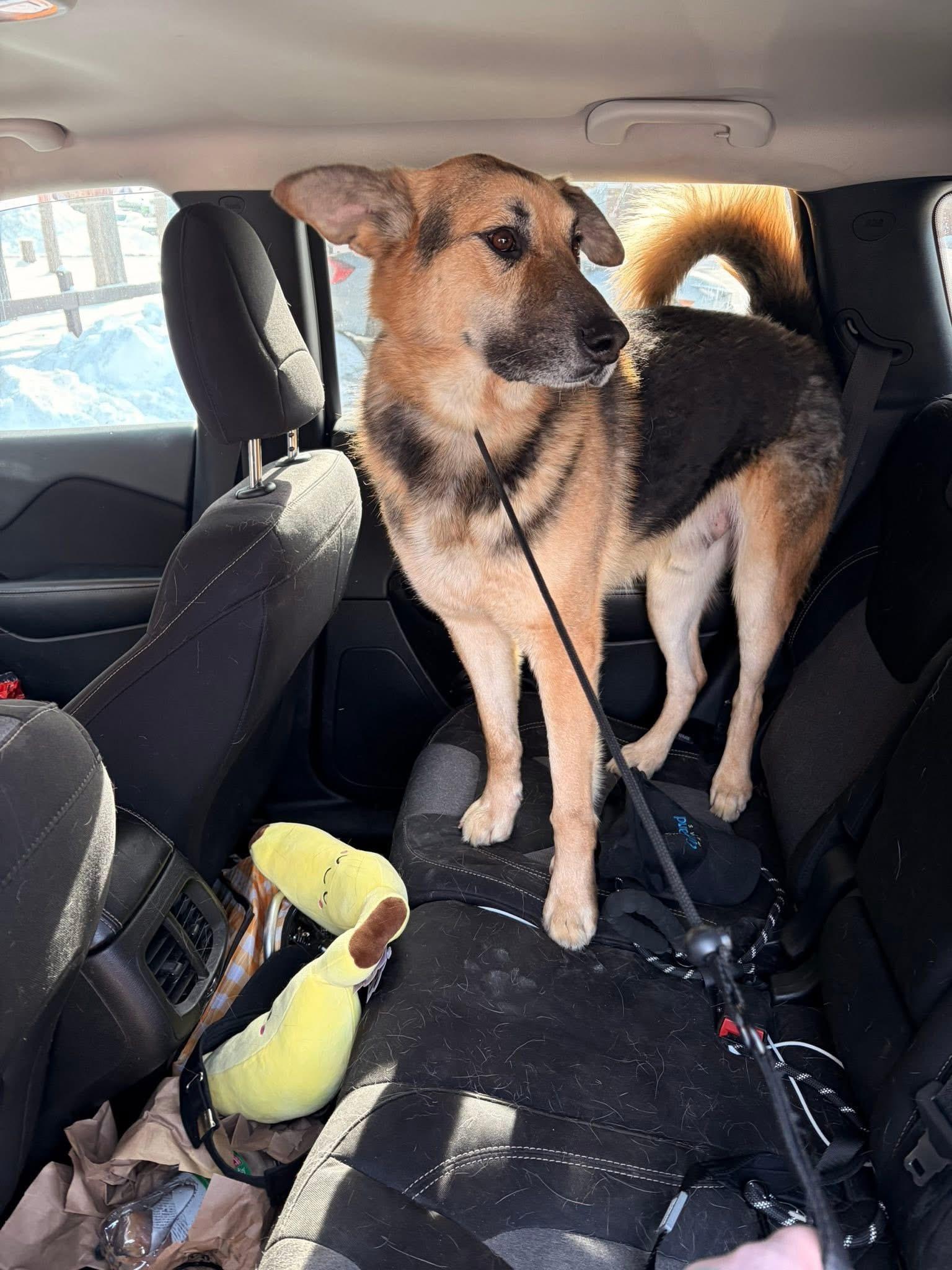 JAGER -Fostered in RI!! — thumbnail 5