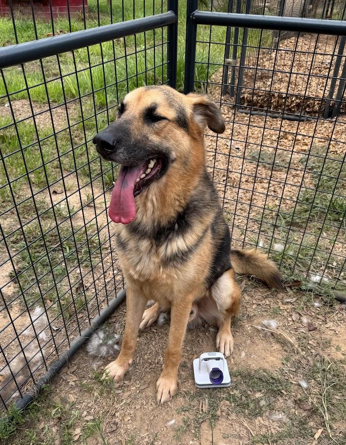 JAGER -Fostered in RI!! — thumbnail 6