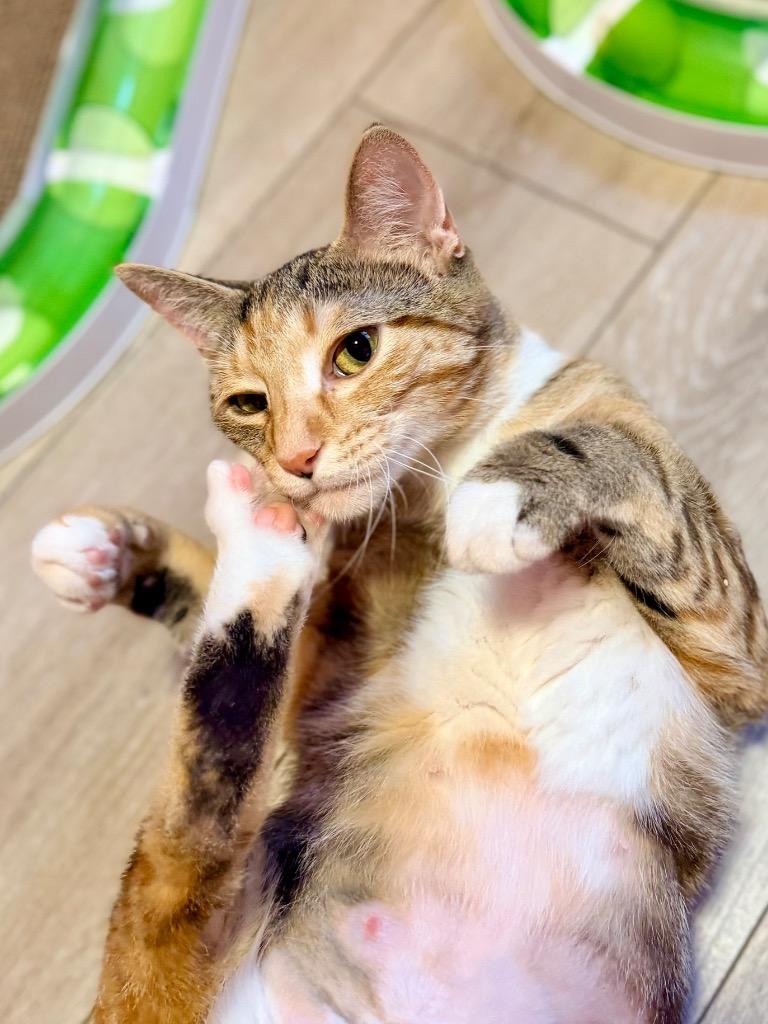 Marmee (Serpentine), Adoptable, Young Female Domestic Short Hair.