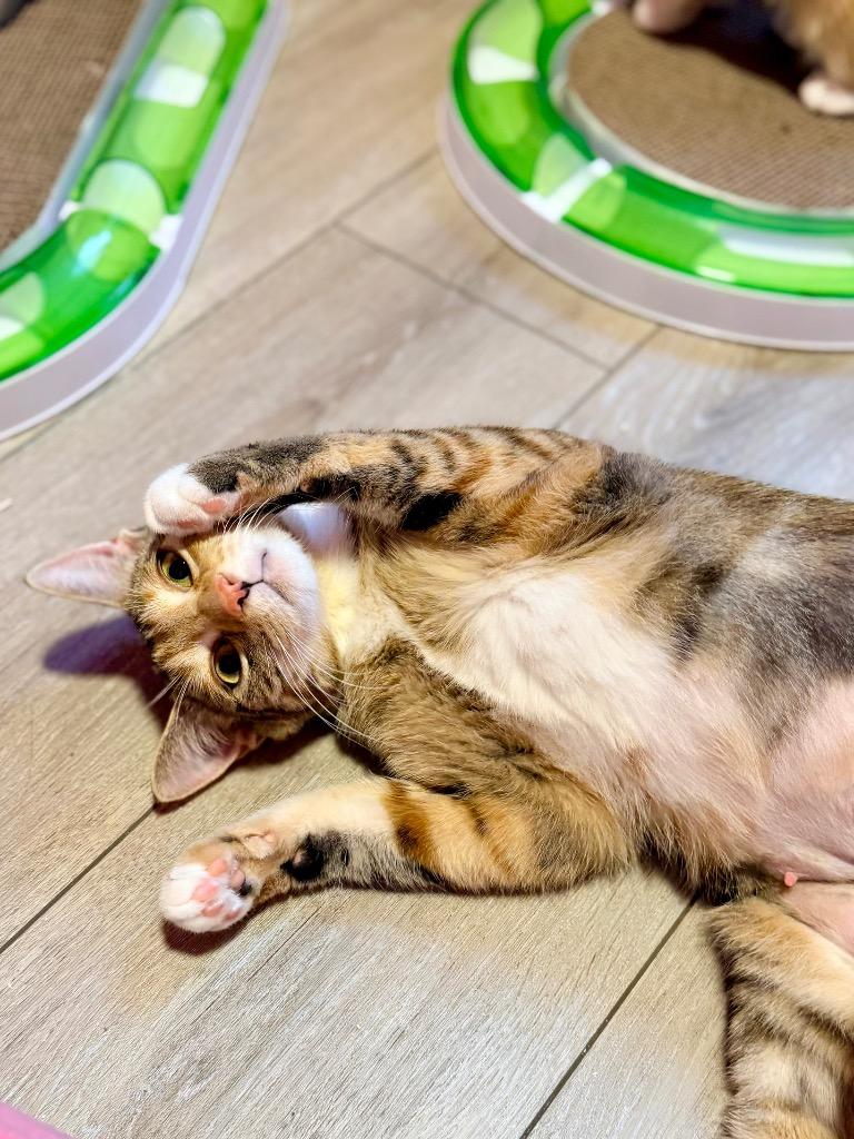 Enlarge Marmee (Serpentine), a Adoptable mixed breed in Calgary, AB image 2/5