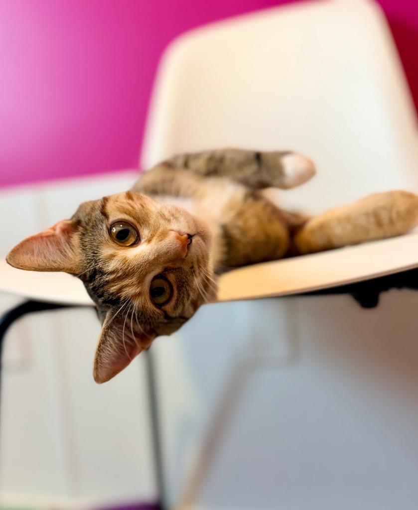 Enlarge Marmee (Serpentine), a Adoptable mixed breed in Calgary, AB image 3/5