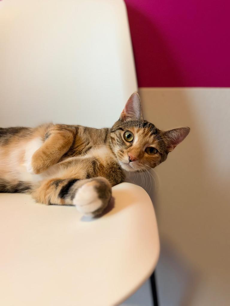 Enlarge Marmee (Serpentine), a Adoptable mixed breed in Calgary, AB image 4/5