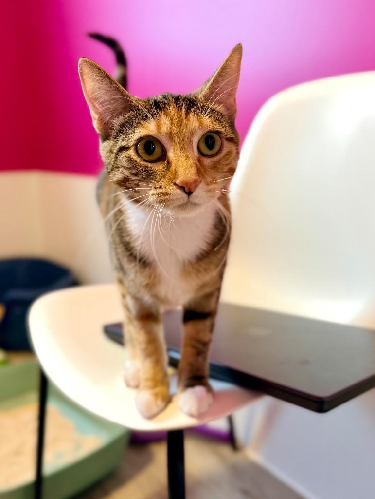 Enlarge Marmee (Serpentine), a Adoptable mixed breed in Calgary, AB image 5/5