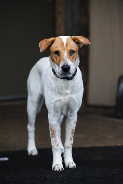 Enlarge Sugar Plum, a Adoptable mixed breed in Chicago, IL image 1/3
