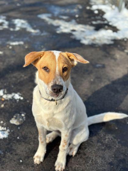Enlarge Sugar Plum, a Adoptable mixed breed in Chicago, IL image 2/3