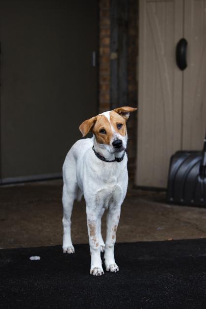 Enlarge Sugar Plum, a Adoptable mixed breed in Chicago, IL image 3/3