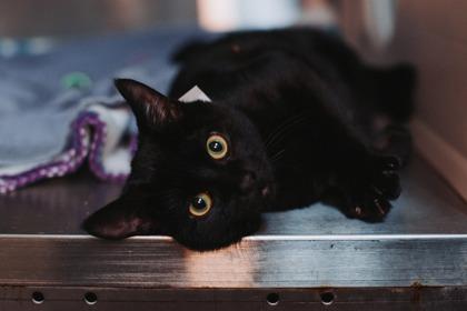 89566a Chris T. Mas- Pounce Cat Cafe, Adoptable, Adult Male Domestic Short Hair & Domestic Short Hair.