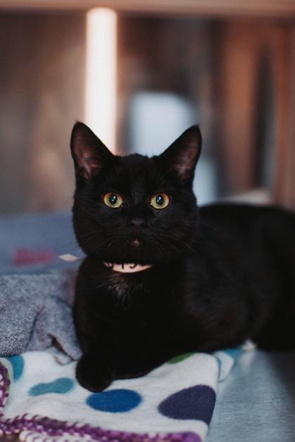 Enlarge 89566a Chris T. Mas- Pounce Cat Cafe, a Adoptable mixed breed in North Charleston, SC image 2/3