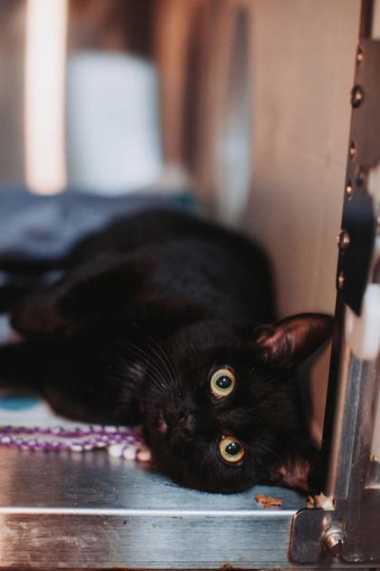 Enlarge 89566a Chris T. Mas- Pounce Cat Cafe, a Adoptable mixed breed in North Charleston, SC image 3/3