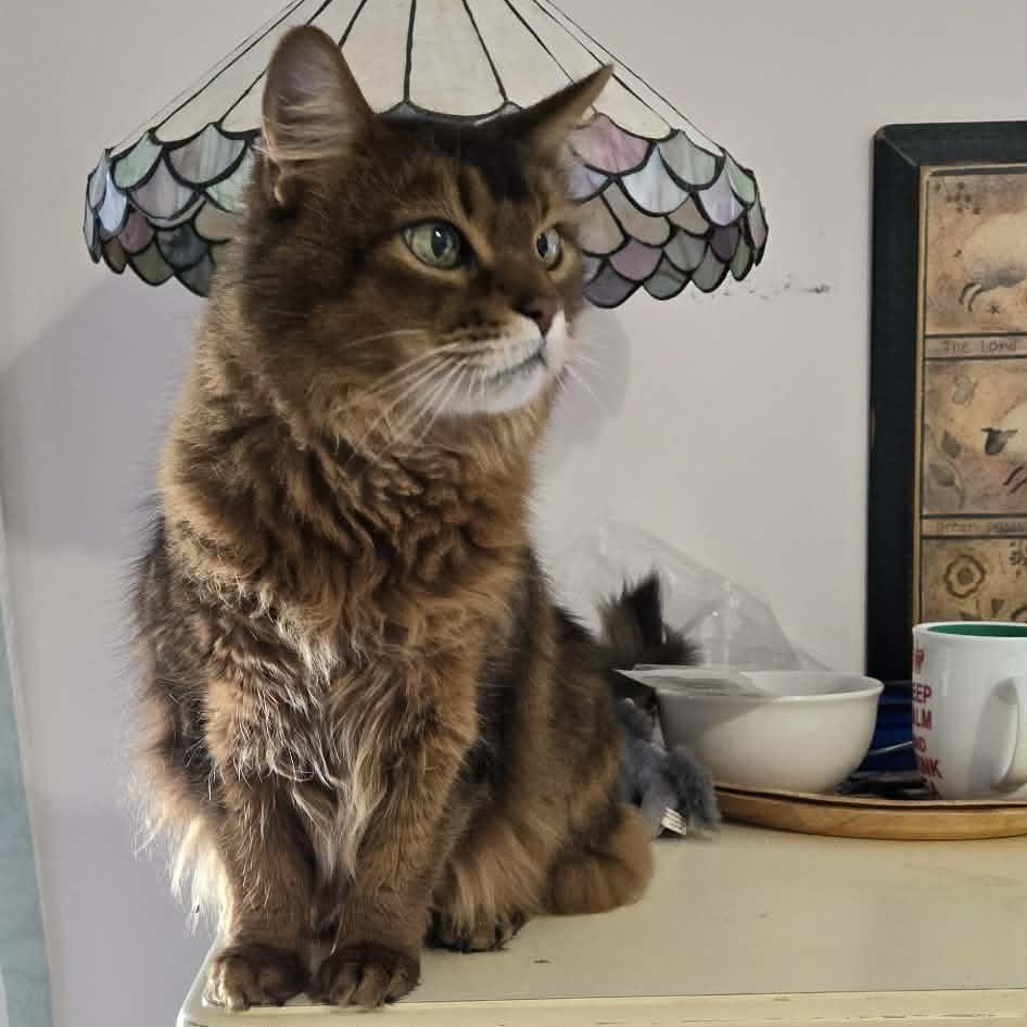 Enlarge Waka, an adopted Somali in Kimberton, PA image 3/3