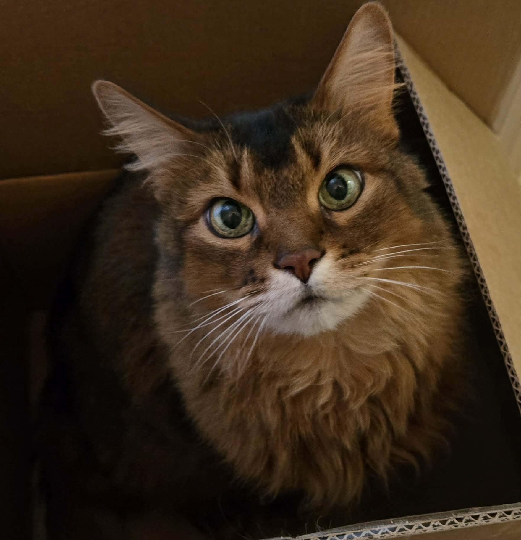 Enlarge Waka, an adopted Somali in Kimberton, PA image 1/3