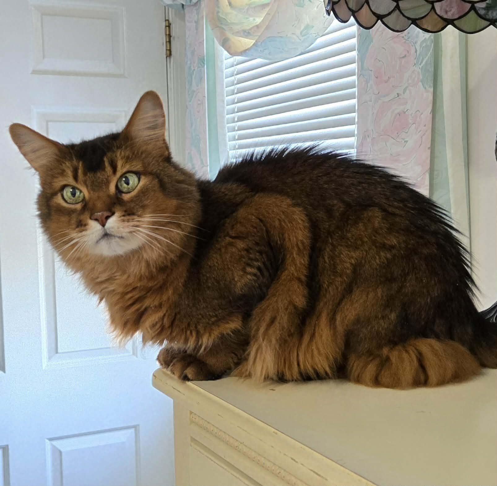 Enlarge Waka, an adopted Somali in Kimberton, PA image 2/3