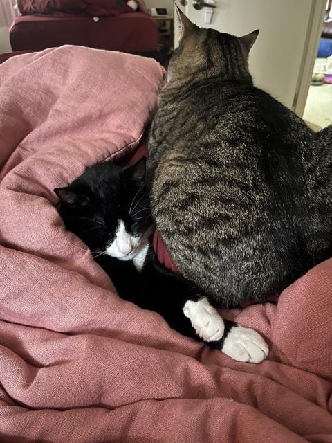 Ben, a Adoptable Domestic Short Hair in Portland, OR image 1/6