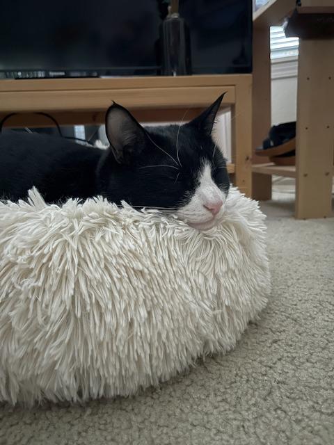 Ben, a Adoptable Domestic Short Hair in Portland, OR image 2/6