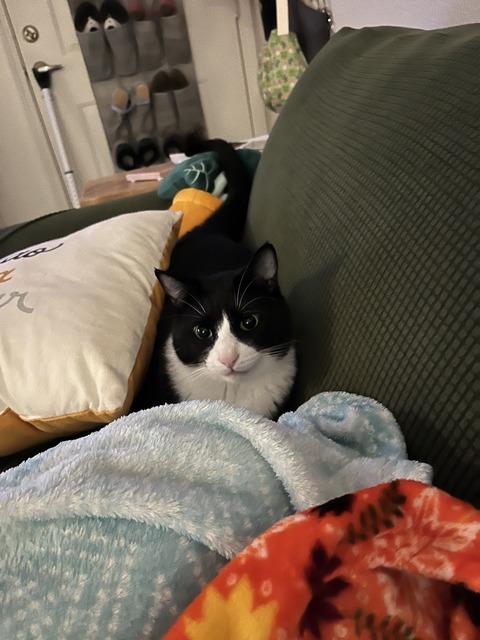 Ben, a Adoptable Domestic Short Hair in Portland, OR image 3/6