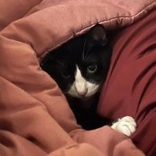 Ben, a Adoptable Domestic Short Hair in Portland, OR image 4/6