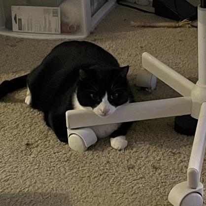 Ben, a Adoptable Domestic Short Hair in Portland, OR image 5/6