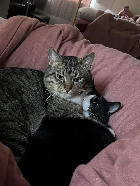 Ben, a Adoptable Domestic Short Hair in Portland, OR image 6/6