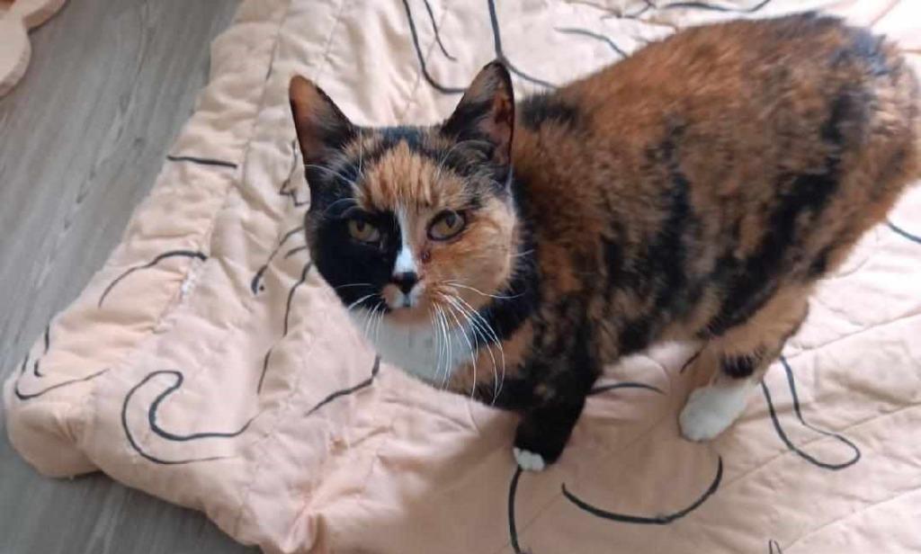 Chloey, Adoptable, Senior Female Domestic Short Hair.