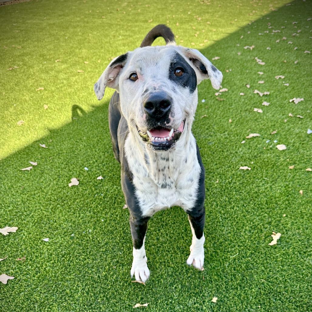 Dollop, Adoptable, Young Female Mixed Breed.