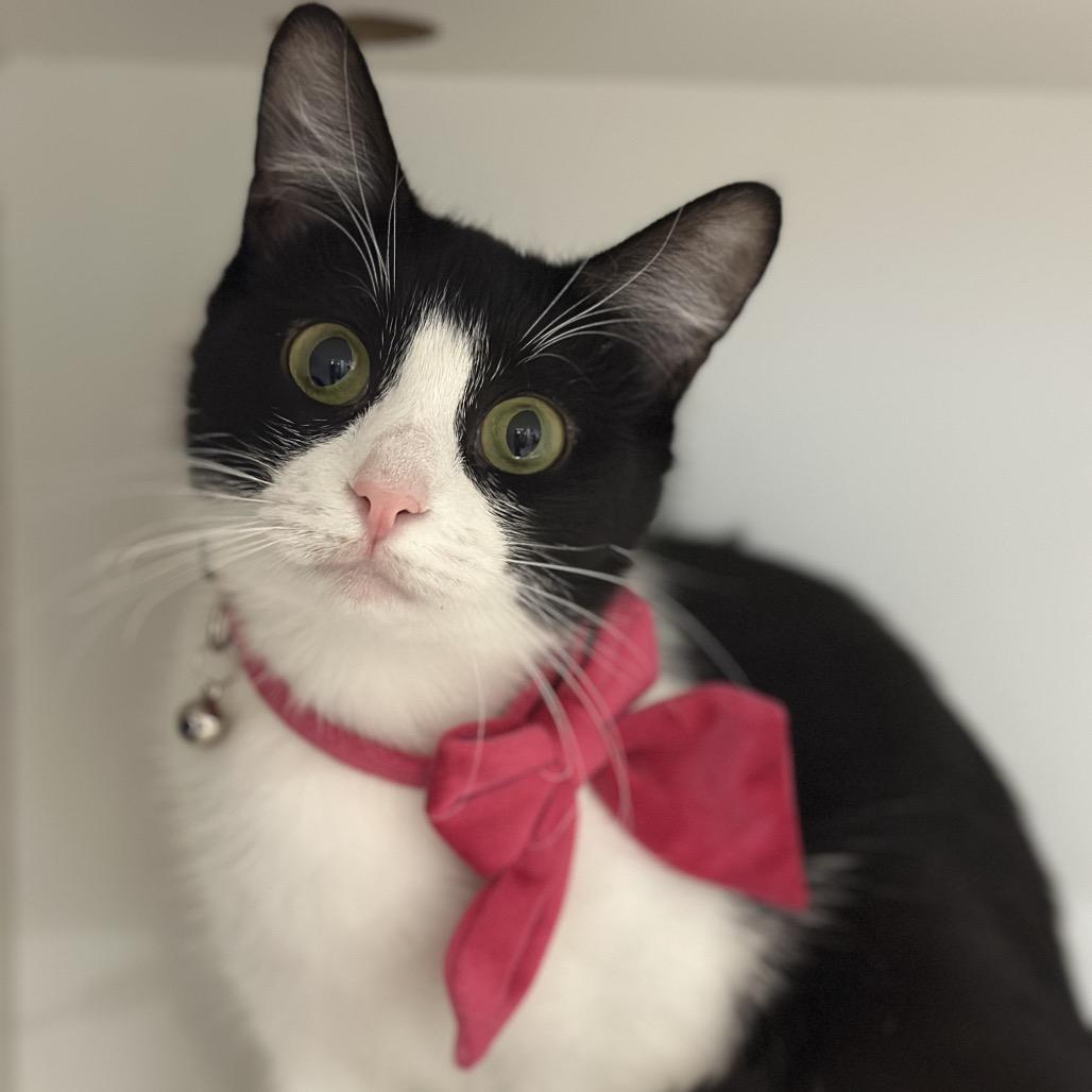 Mary Lou, Adoptable, Young Female Domestic Short Hair.