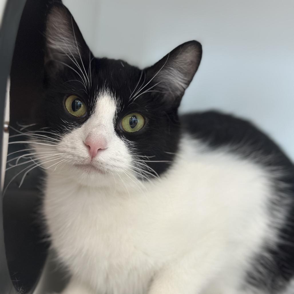 Mary Lou, Adoptable, Young Female Domestic Short Hair.