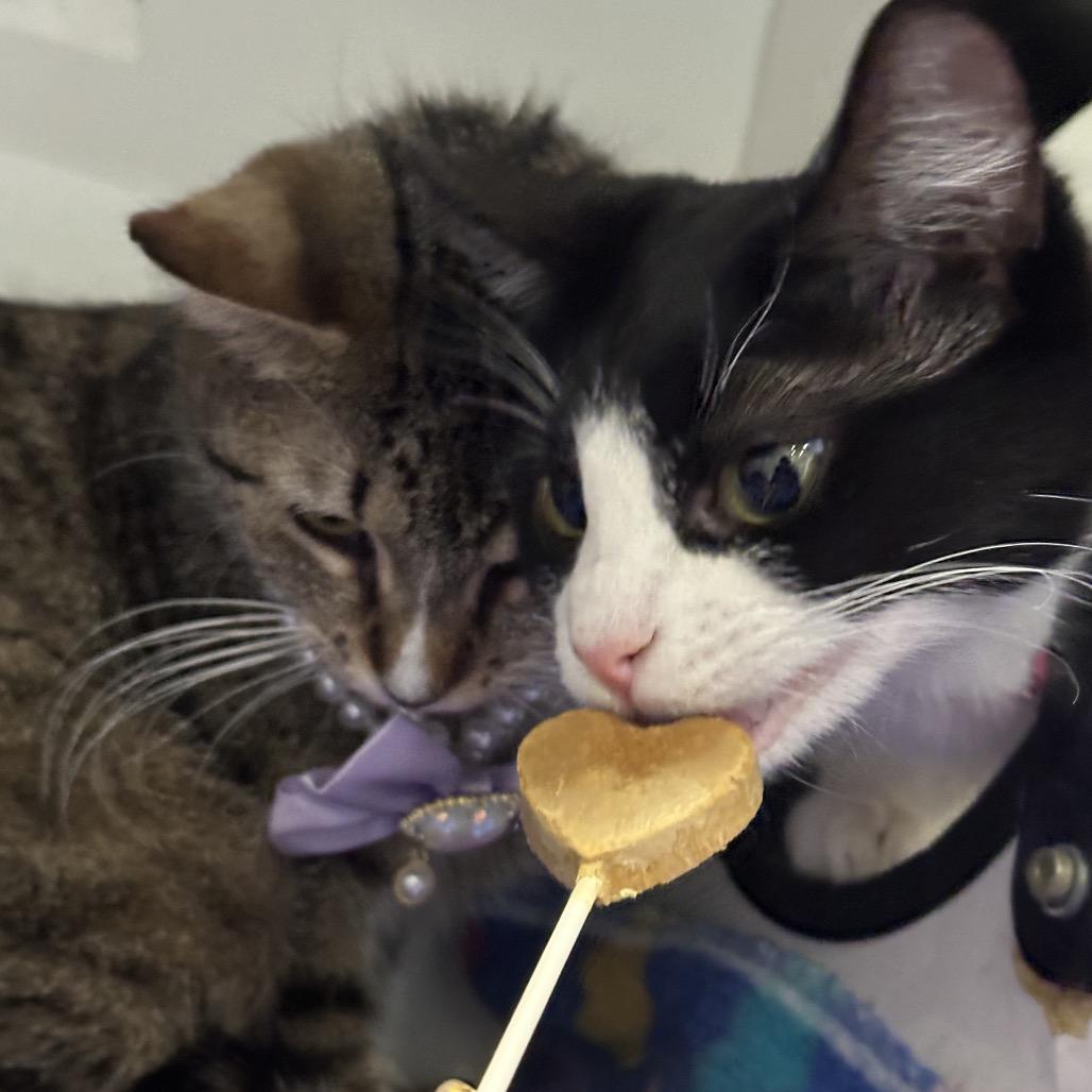 Mary Lou, a Adoptable Domestic Short Hair in Matteson, IL image 2/6