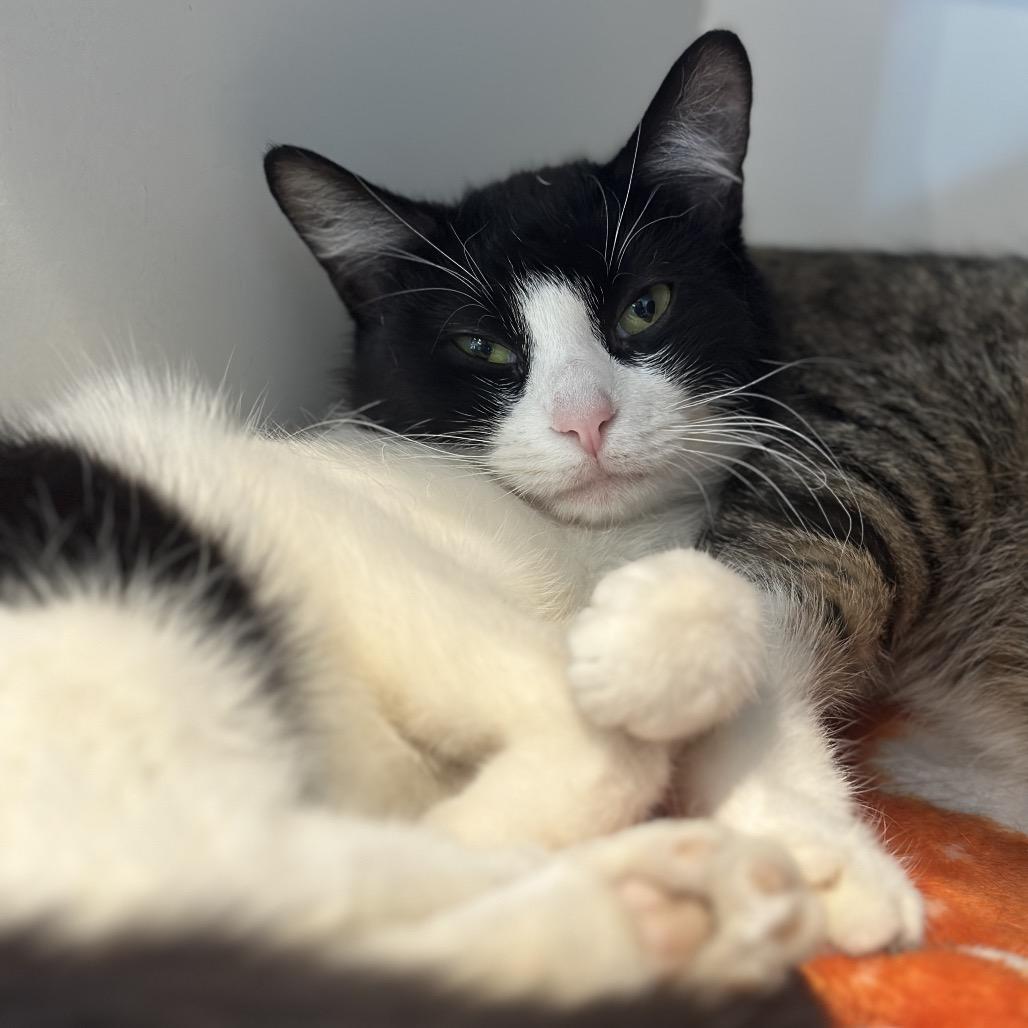 Enlarge Mary Lou, a Adoptable Domestic Short Hair in Matteson, IL image 2/4