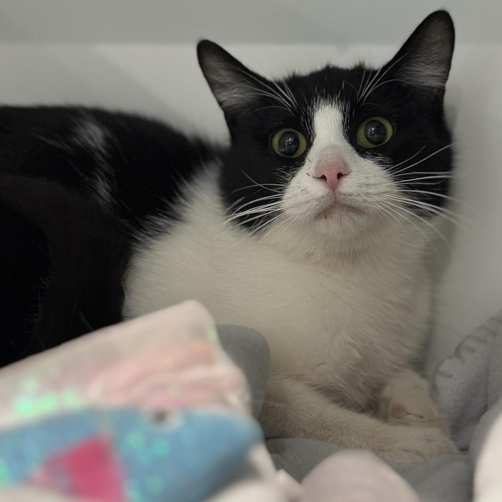 Enlarge Mary Lou, a Adoptable Domestic Short Hair in Matteson, IL image 3/4