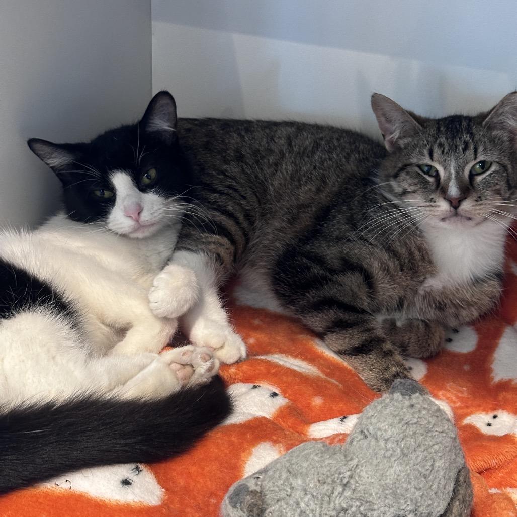 Enlarge Mary Lou, a Adoptable Domestic Short Hair in Matteson, IL image 4/4