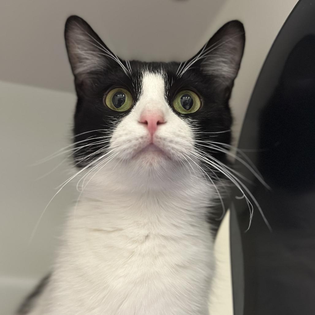 Mary Lou, a Adoptable Domestic Short Hair in Matteson, IL image 5/6