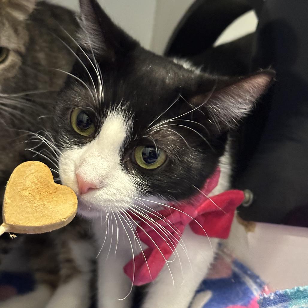 Mary Lou, a Adoptable Domestic Short Hair in Matteson, IL image 6/6