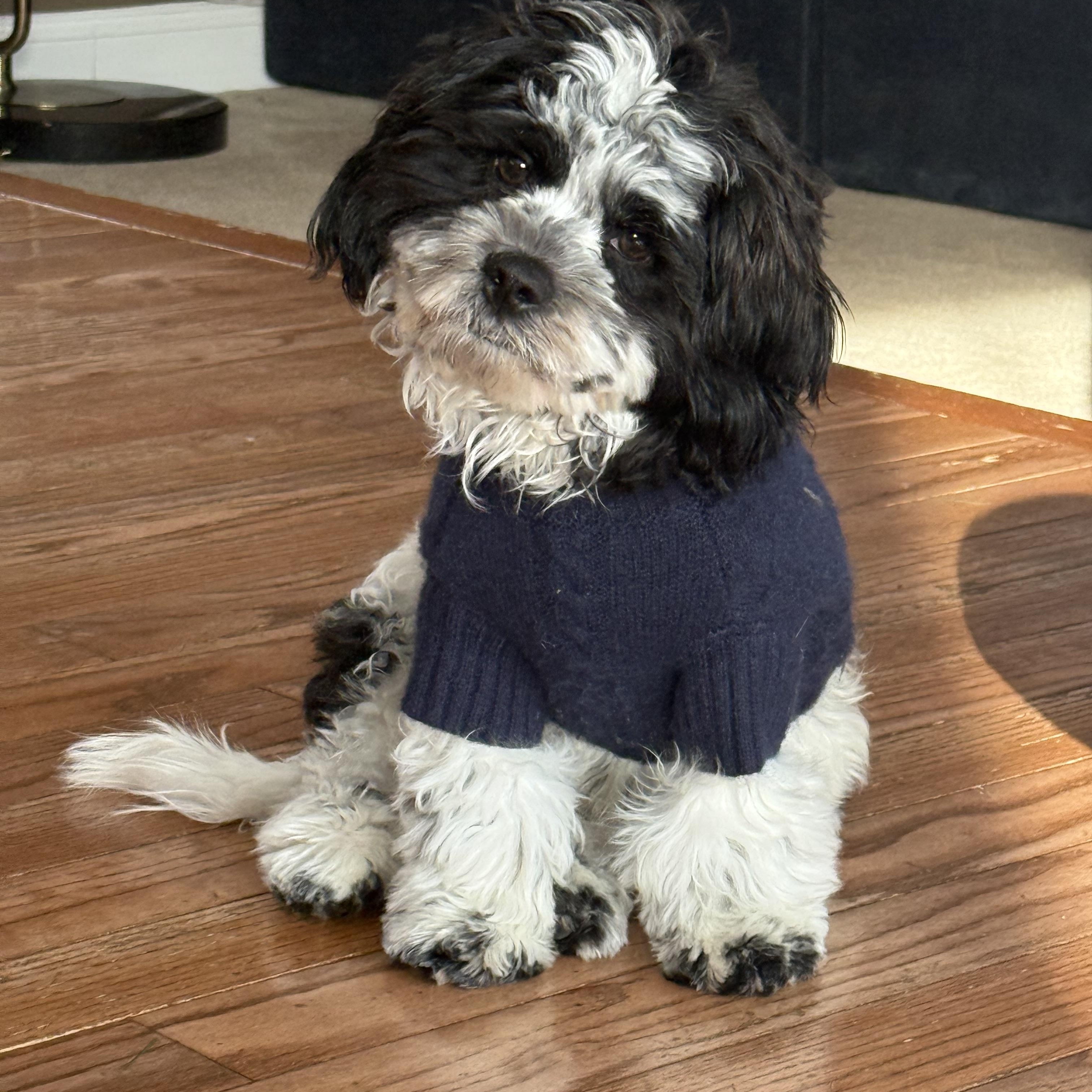 COOPER , ADOPTABLE, Puppy Male Shih Tzu & Poodle.