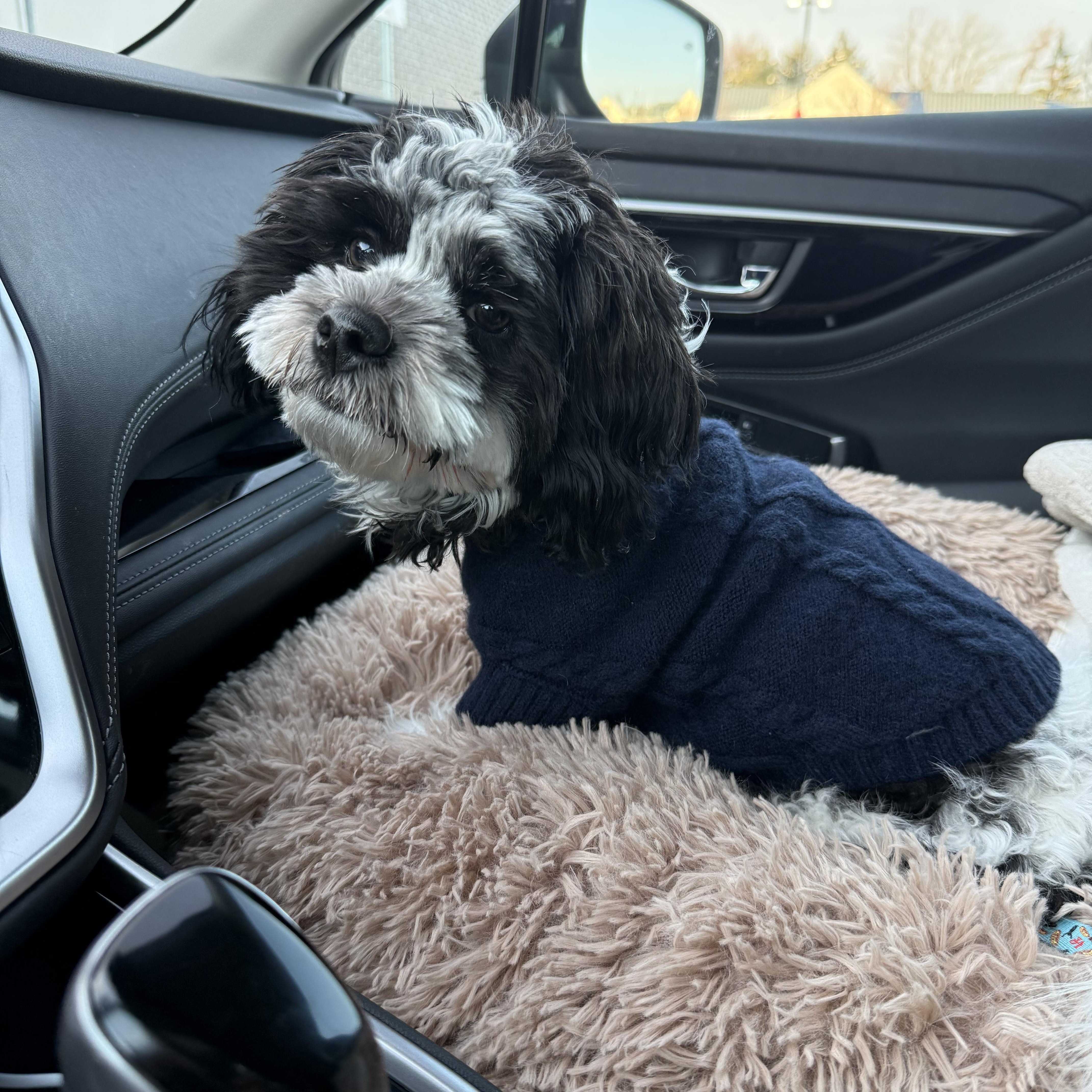 Enlarge COOPER , a ADOPTABLE mixed breed in Media, PA image 3/3