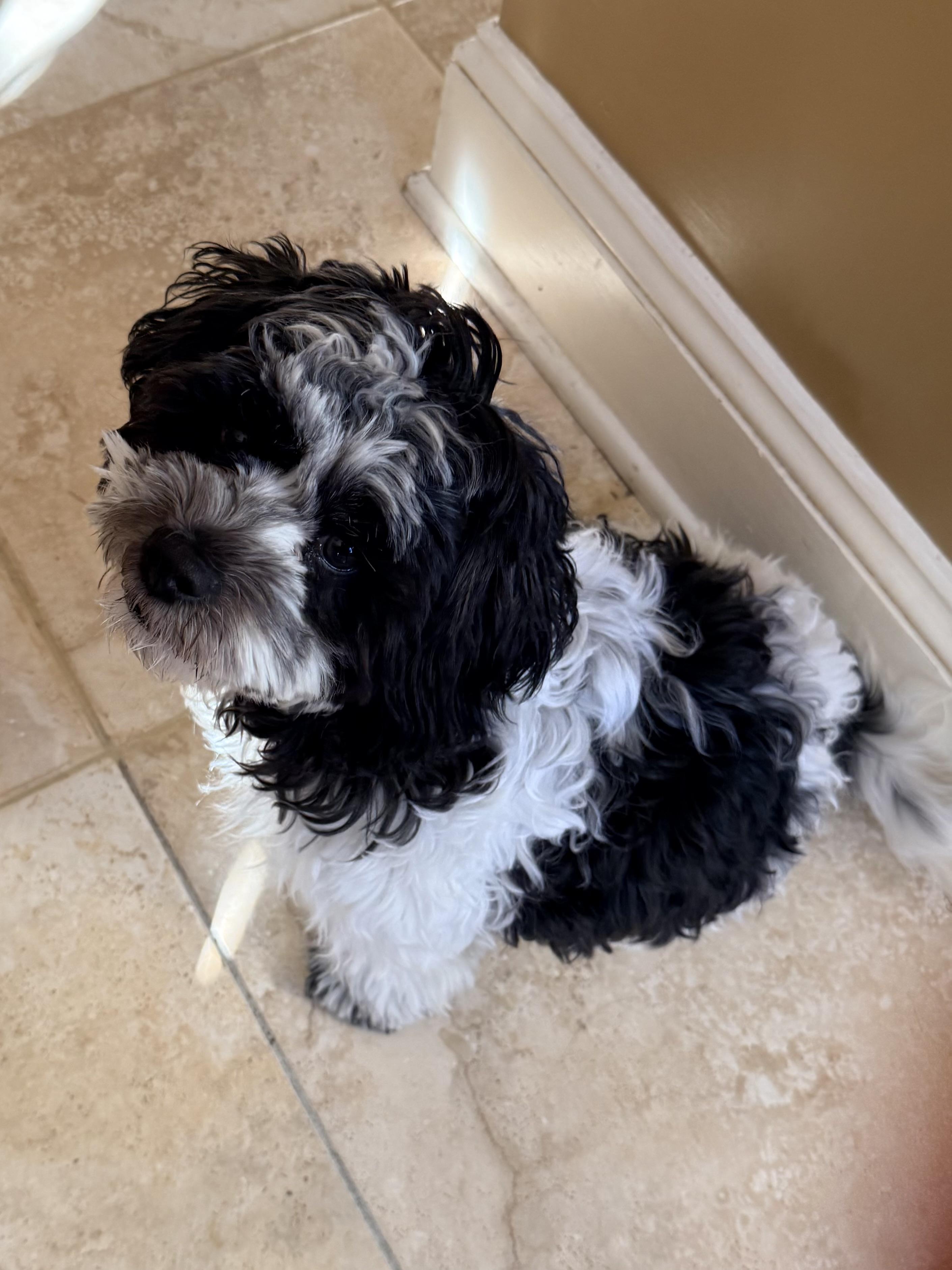 Enlarge COOPER , a ADOPTABLE mixed breed in Media, PA image 2/3